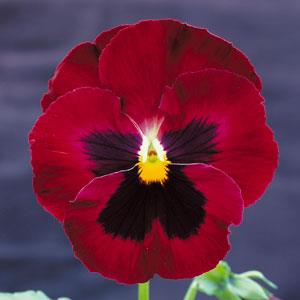 Pansy Seeds Majestic Giant II Rose Blotch – 1,000 Bulk Seeds