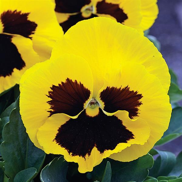 Pansy Seeds Pansy Mammoth Queen Bee Yellow 1,000 Bulk Seeds