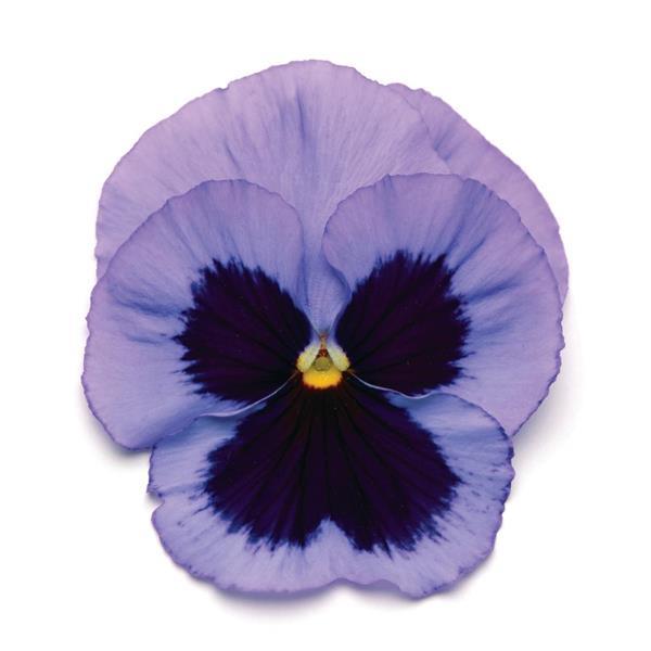 Pansy Seeds Pansies Matrix® Ocean 1,000 Seeds
