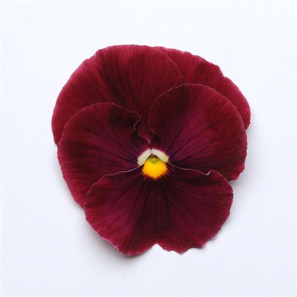 Pansy Seeds Pansies Matrix® Rose 1,000 Seeds
