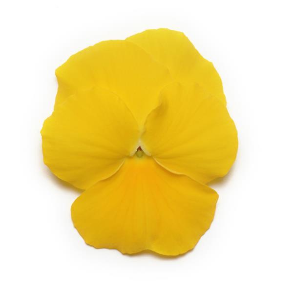 Pansy Seeds Pansies Panola® XP Yellow 1,000 Seeds