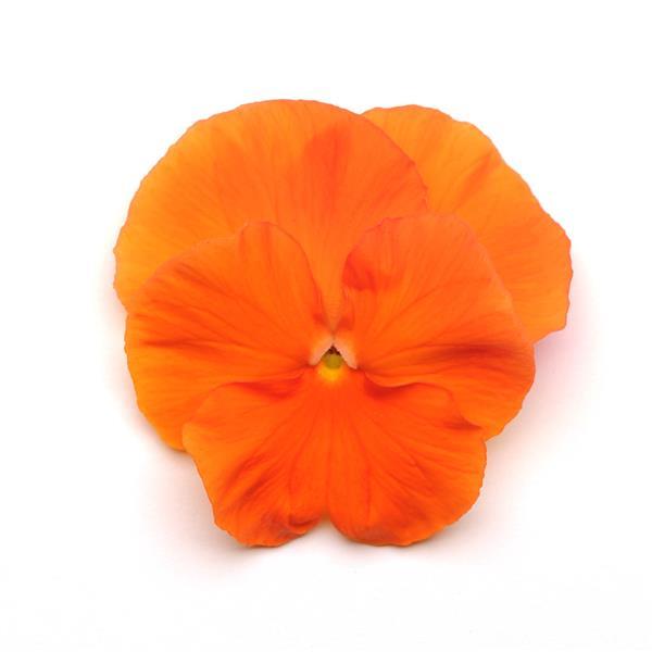Pansy Seeds Pansy Spring Matrix™ Deep Orange 1,000 Seeds