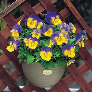 Pansy Seeds Pansies Ultima Morpho 1,000 Bulk Seeds