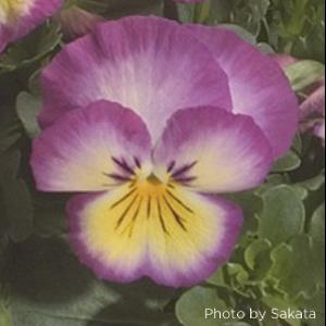 Pansy Seeds Pansies Ultima Pink 1,000 Bulk Seeds