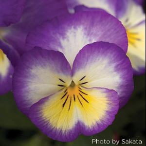 Pansy Seeds Pansies Ultima Radiance Deep Blue 1,000 Bulk Seeds
