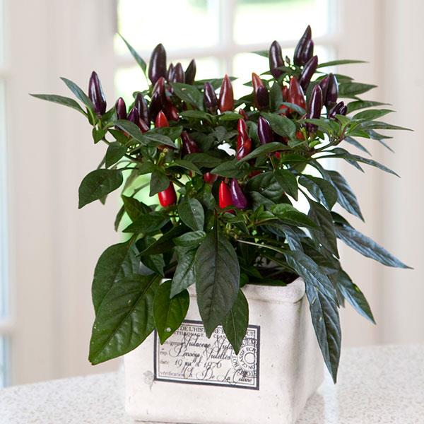 Pepper Seeds Acapulco™ Purple Ornamental Pepper