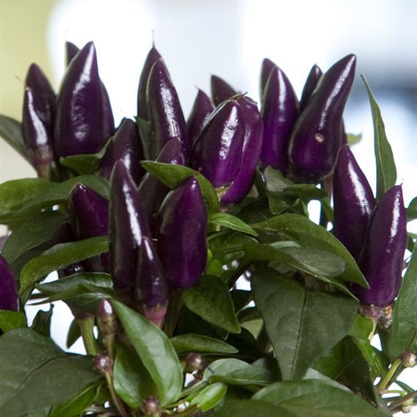 Pepper Seeds Salsa XP Purple Ornamental Pepper