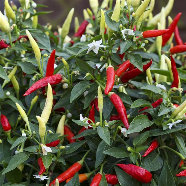 plant hot pepper seeds Hot Pepper Seeds Basket Of Fire Vegetable Seeds – Buy Bulk Seeds