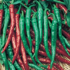 Hot Pepper Seeds Cayenne Long Thin Vegetable Seeds