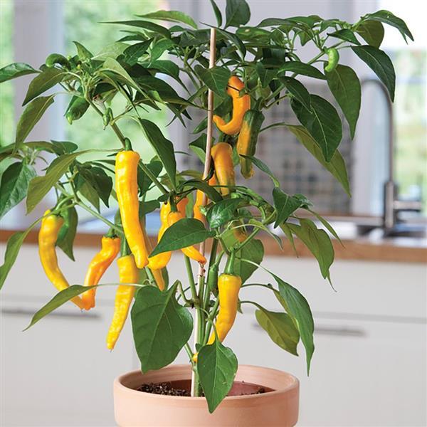 Hot Pepper Seeds Golden Cayenne Vegetable Seeds