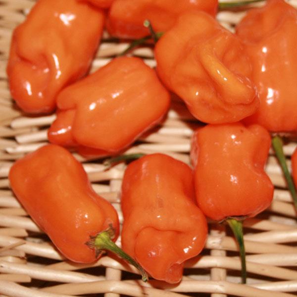 Hot Pepper Seeds Habanero Orange Vegetable Seeds