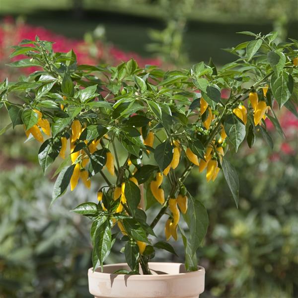 Kitchen Minis™ Hot Lemon Zest Pepper Seeds Vegetable Seeds