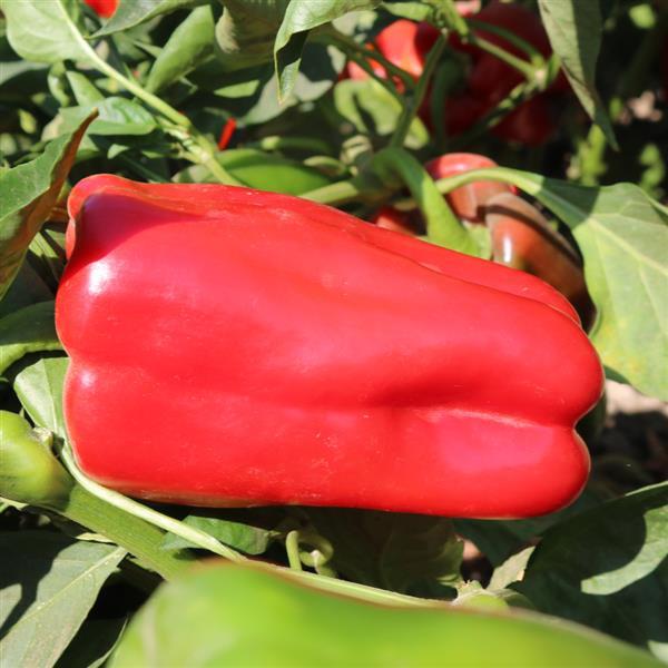 Sweet Pepper Seeds Red Impact Vegetable Seeds