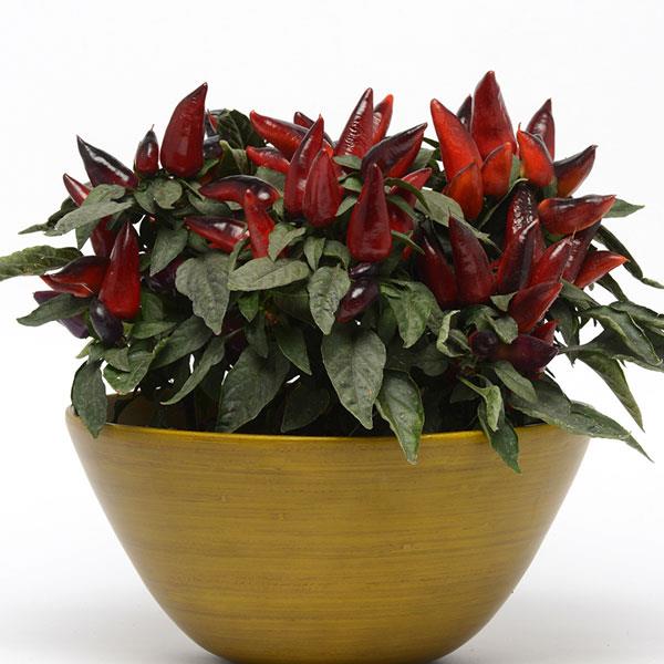 potted pepper plants for sale near me Pepper Seeds Wicked Ornamental Pepper – Buy Bulk Seeds