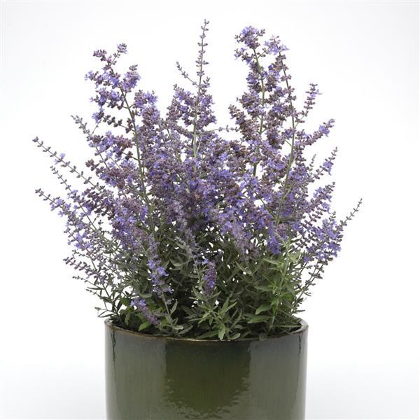 Perovskia Seeds Russian Sage Seeds Perovskia Bluesette