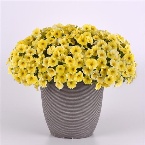 Petchoa Seeds Caliburst™ Yellow Pelleted Seeds Petunia Seeds
