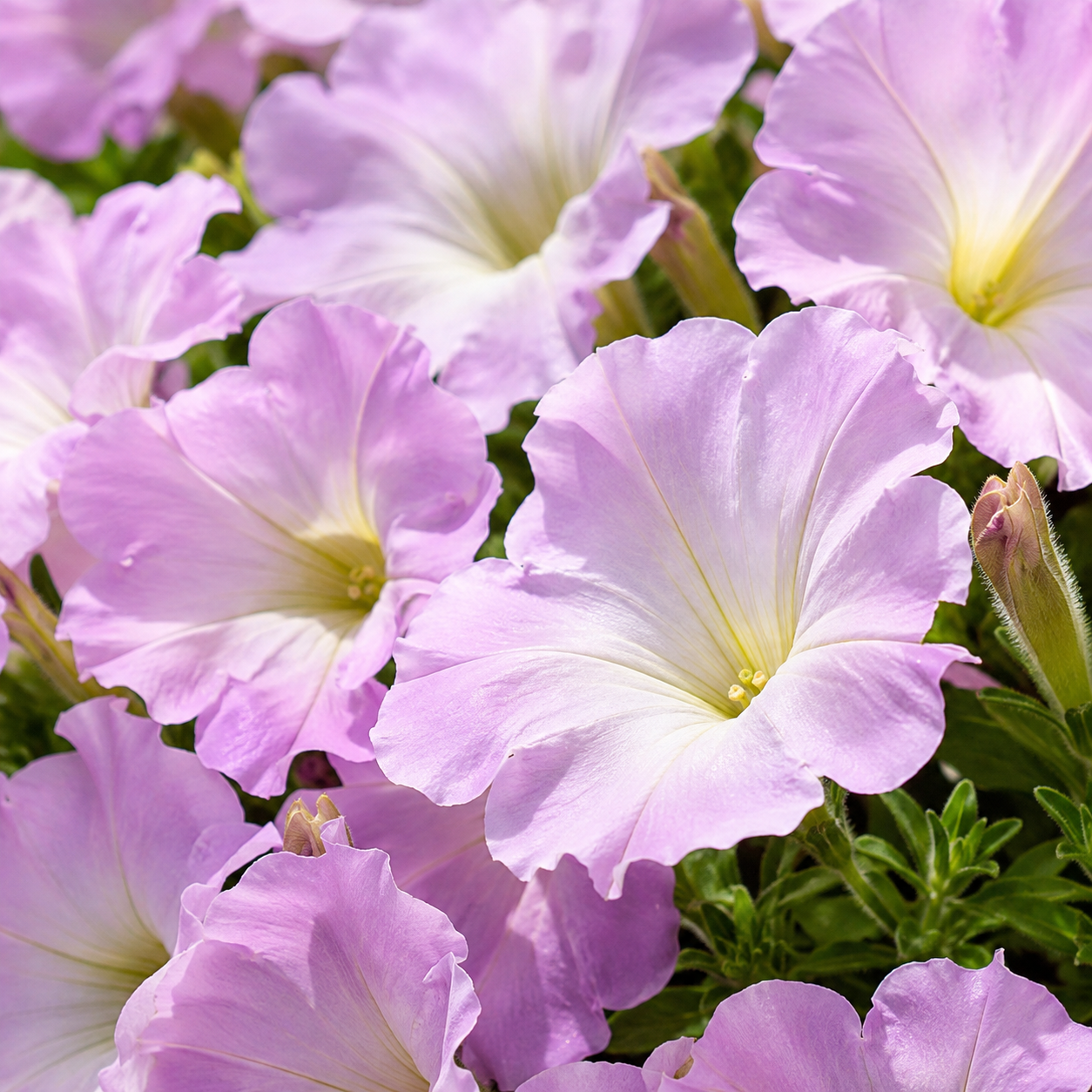 Petunia Seeds Trilogy Lavender Pink Pelleted Flower Seeds