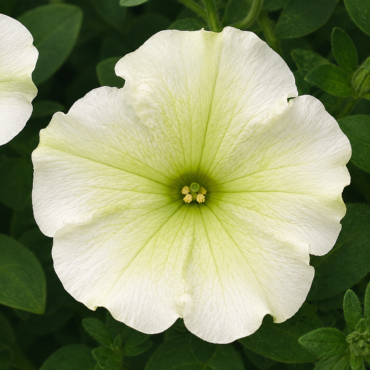 Petunia Seeds Trilogy Lime Pelleted Flower Seeds