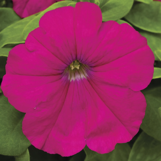 Upright Petunia Seeds Petunia Damask Carmine 1,000 Pelleted Seeds
