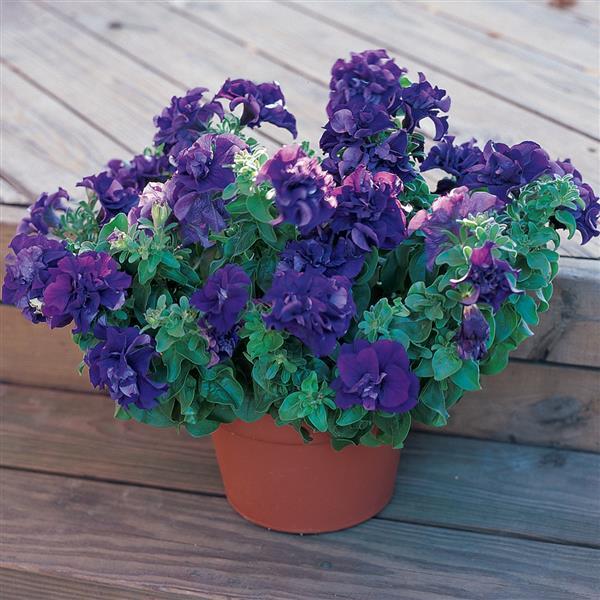 planting pelleted petunia seeds Upright Petunia Seeds Petunia Double Madness™ Blue 1,000 Pelleted Seed – Buy Bulk Seeds