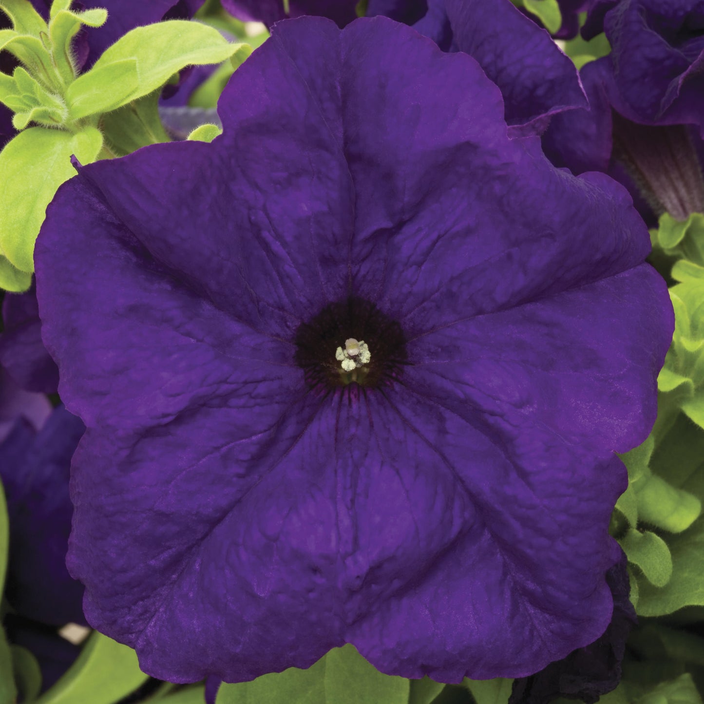 Upright Petunia Seeds Petunia Duvet Blue 1,000 Pelleted Seeds