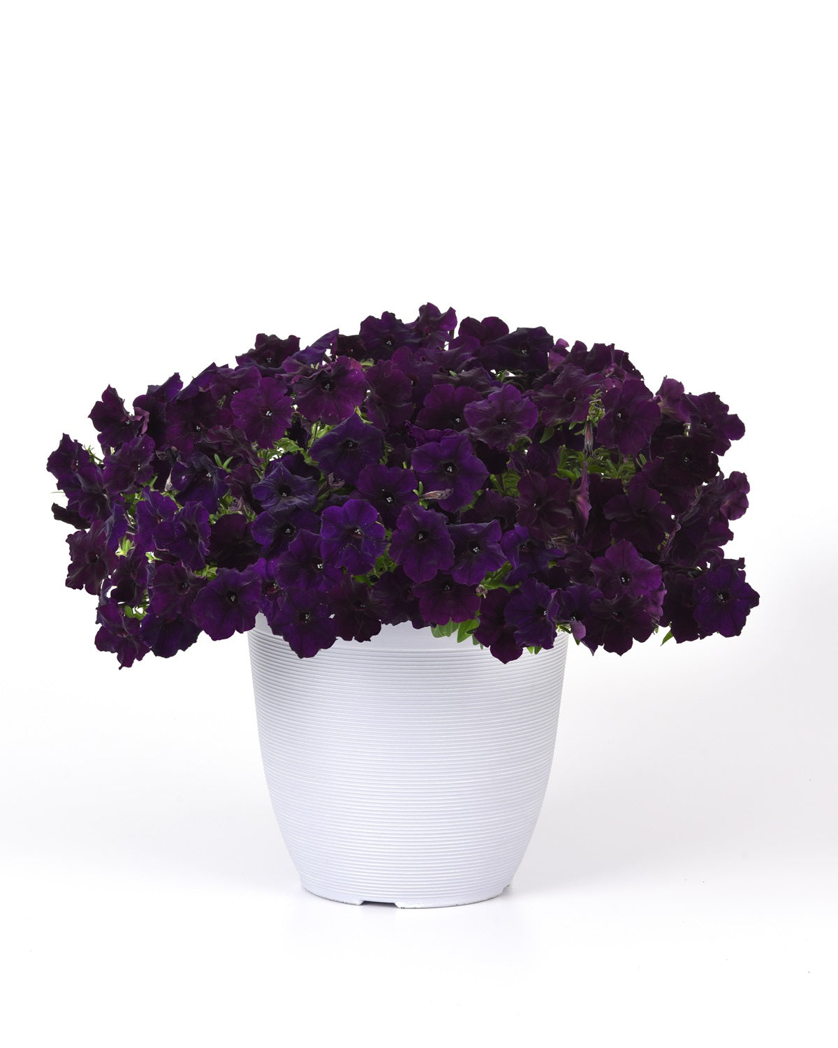 Bulk Petunia Seeds Easy Wave® Navy Velour Pelleted Seeds