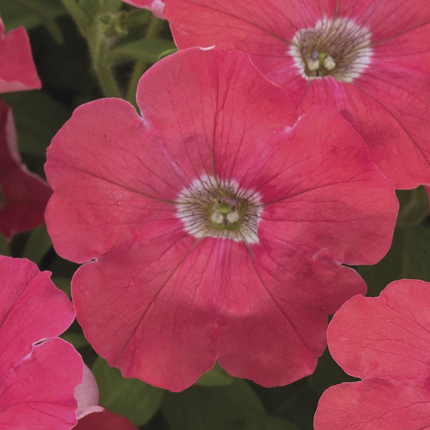 Trailing Petunia Seeds Petunia FlashForward Coral Pelleted Seeds
