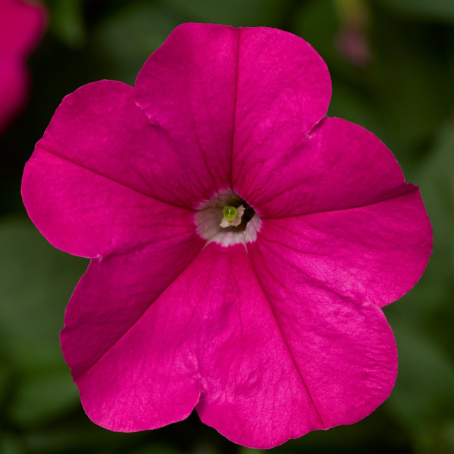 Trailing Petunia Seeds Petunia FotoFinish Pink Pelleted Seeds