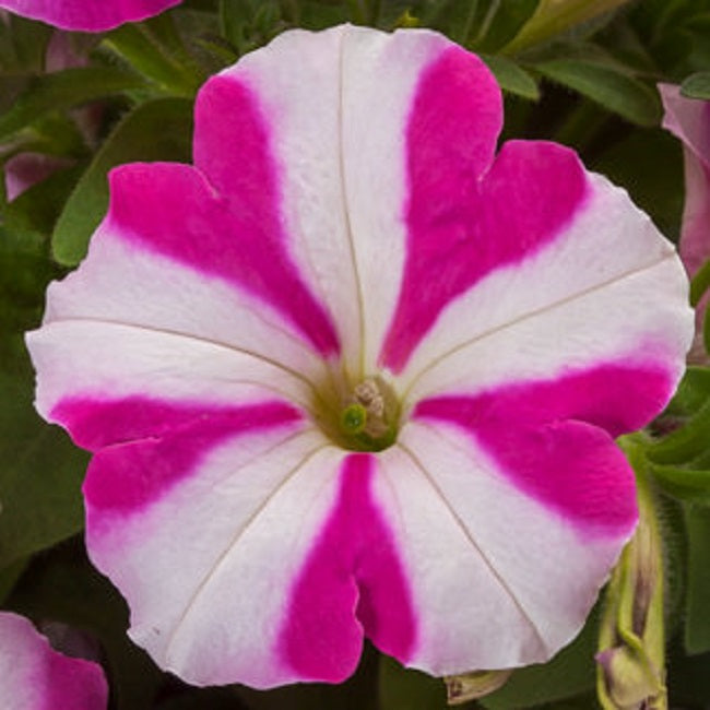 Trailing Petunia Seeds Petunia FotoFinish Rose Star Pelleted Seeds