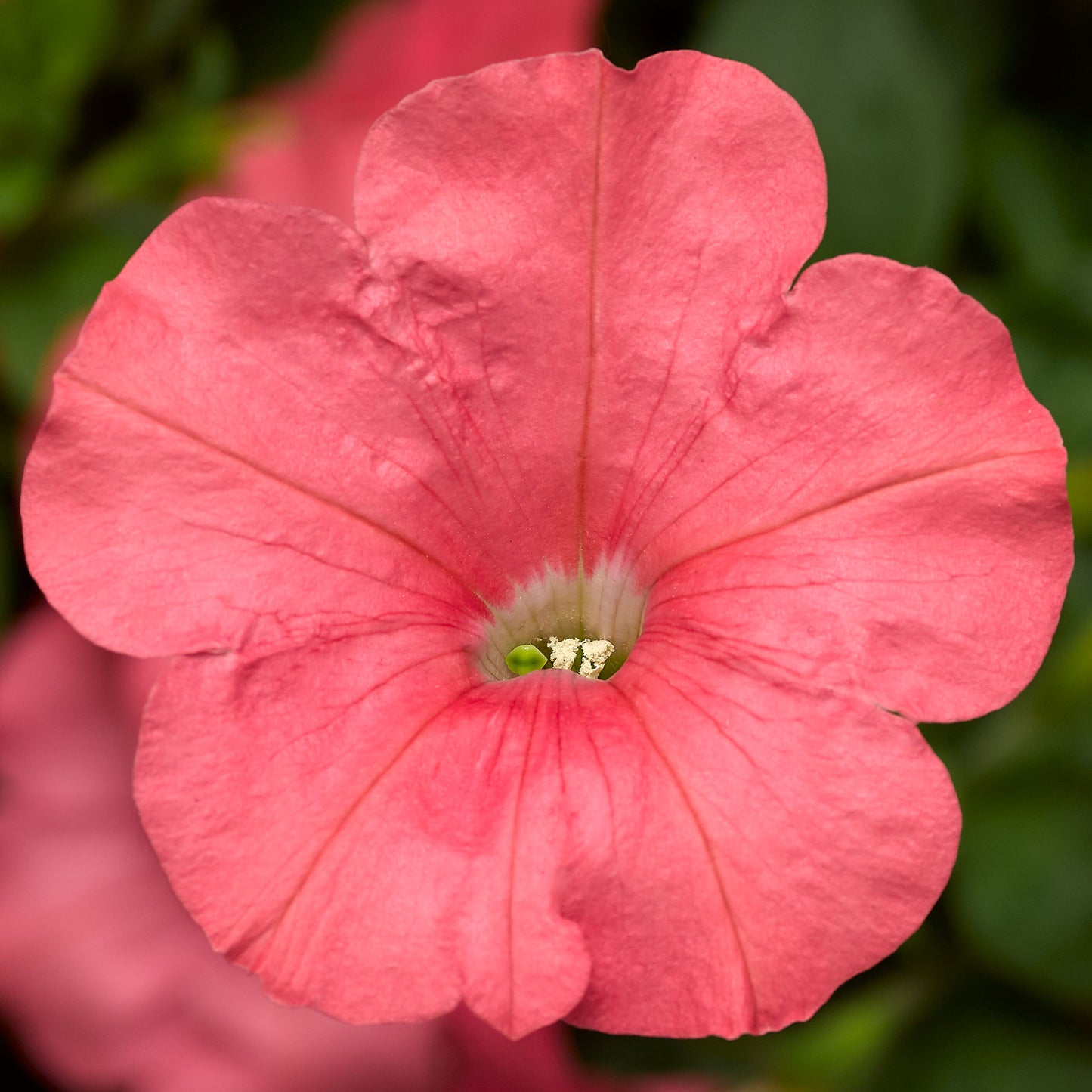 Trailing Petunia Seeds Petunia FotoFinish Salmon Pelleted Seeds