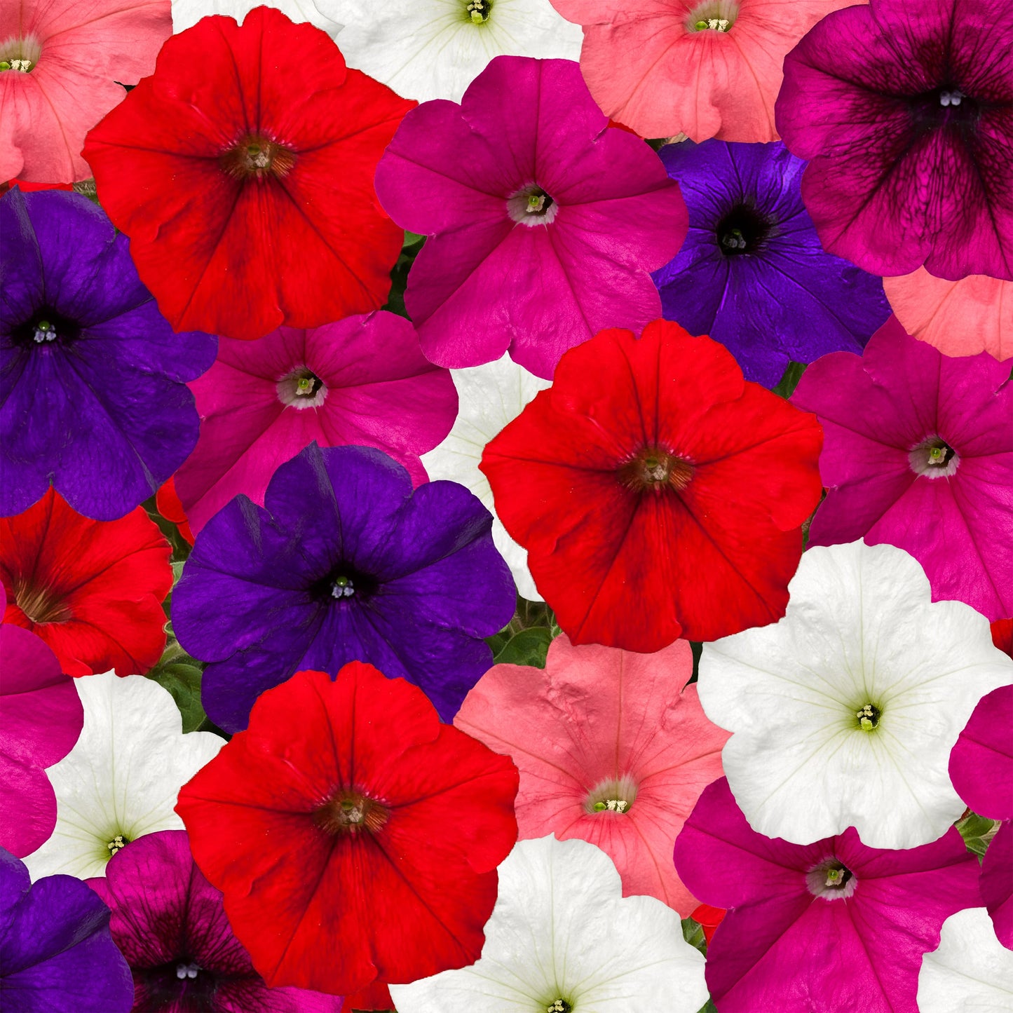 Trailing Petunia Seeds Petunia FotoFinish Mix Pelleted Seeds