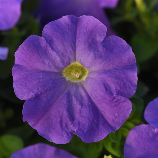 Upright Petunia Seeds Petunia Madness® Blue Sky 1,000 Pelleted Seeds