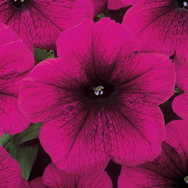 thumbnail image 2 of Supercascade Burgundy Petunia Seeds – Pelleted Seeds For Ground Cover (50, 200, Or 500 Count) - USA 2 of 4