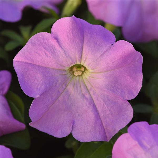Upright Petunia Seeds Petunia Madness® Lilac 1,000 Pelleted Seeds