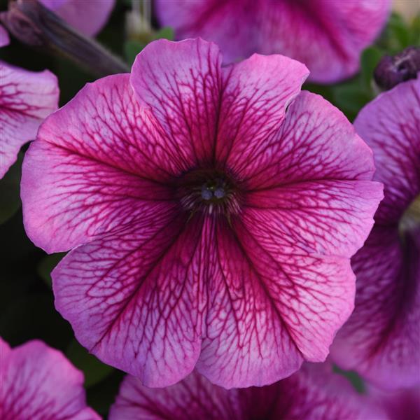 planting pelleted petunia seeds Upright Petunia Seeds Petunia Madness® Sugar 1,000 Pelleted Seeds – Buy Bulk Seeds