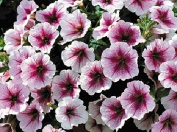 Trailing Petunia Seeds Petunia Opera Supreme Raspberry Ice Pelleted Seeds