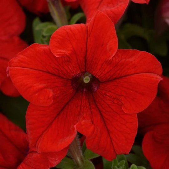 Upright Petunia Seeds Petunia Pretty Grand™ Red Petunia 1,000 Pelleted Seeds