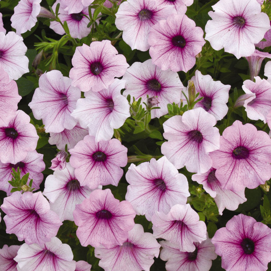 Trailing Petunia Seeds Petunia Shock Wave® Pink Vein Pelleted Seeds