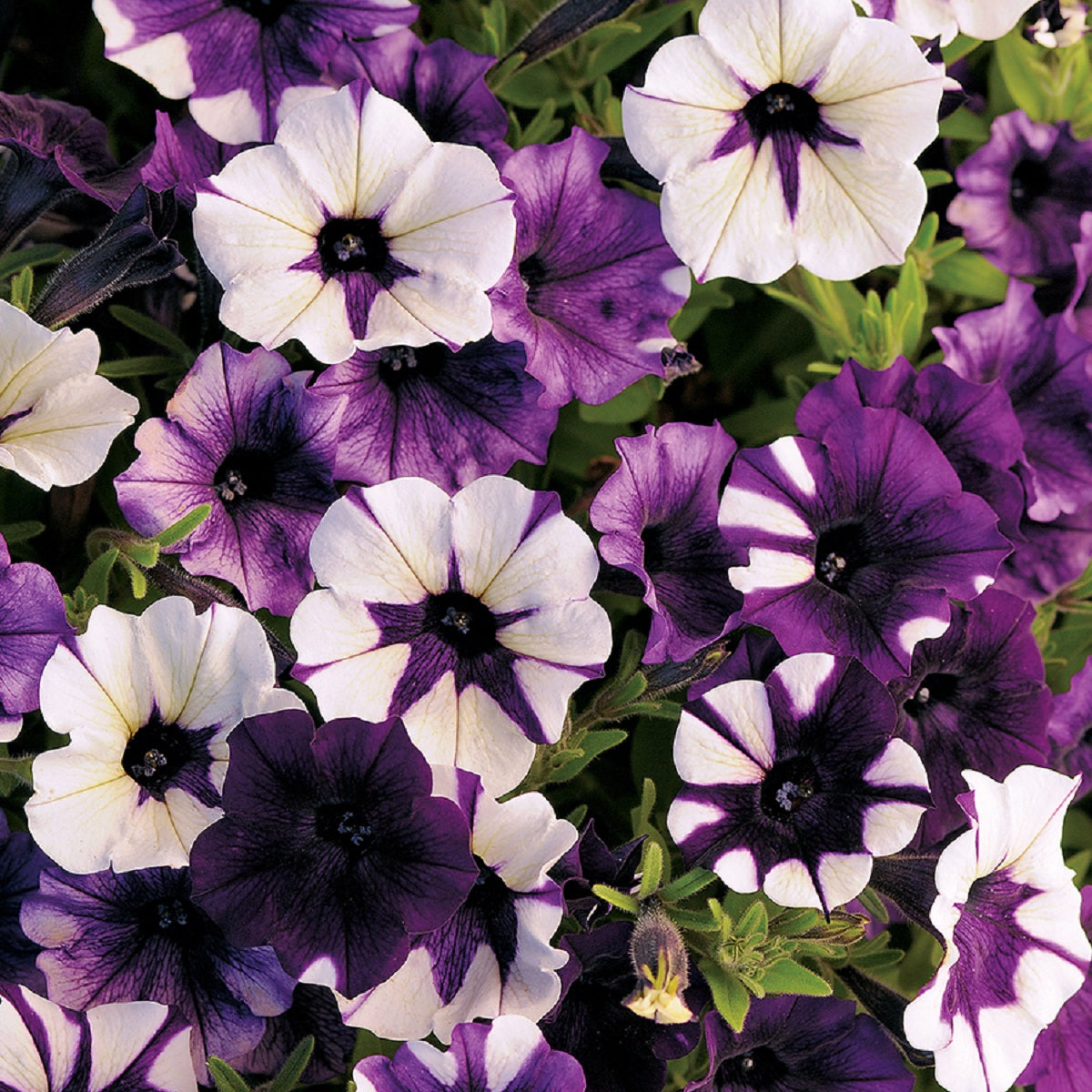 Trailing Petunia Seeds Petunia Shock Wave® Purple Tie Dye Pelleted Seeds