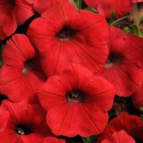 Trailing Petunia Seeds Petunia Shock Wave® Red Pelleted Seeds
