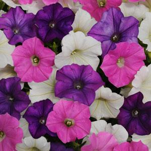 Trailing Petunia Seeds Petunia Shock Wave® Spark Mix Pelleted Seeds