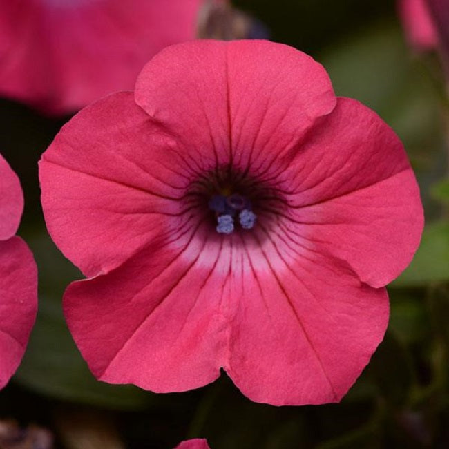 Trailing Petunia Seeds Tidal Wave® Cherry Pelleted Seeds