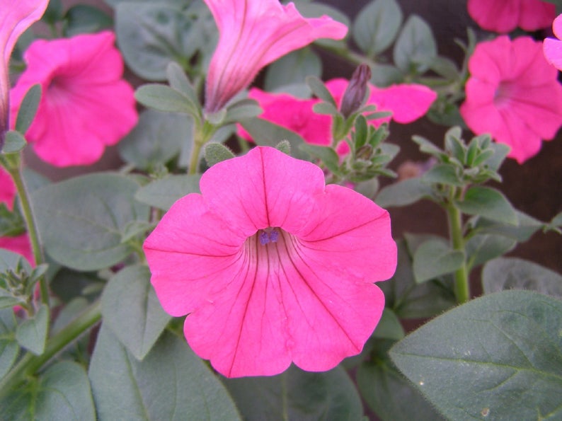 Trailing Petunia Seeds Tidal Wave® Hot Pink Pelleted Seeds
