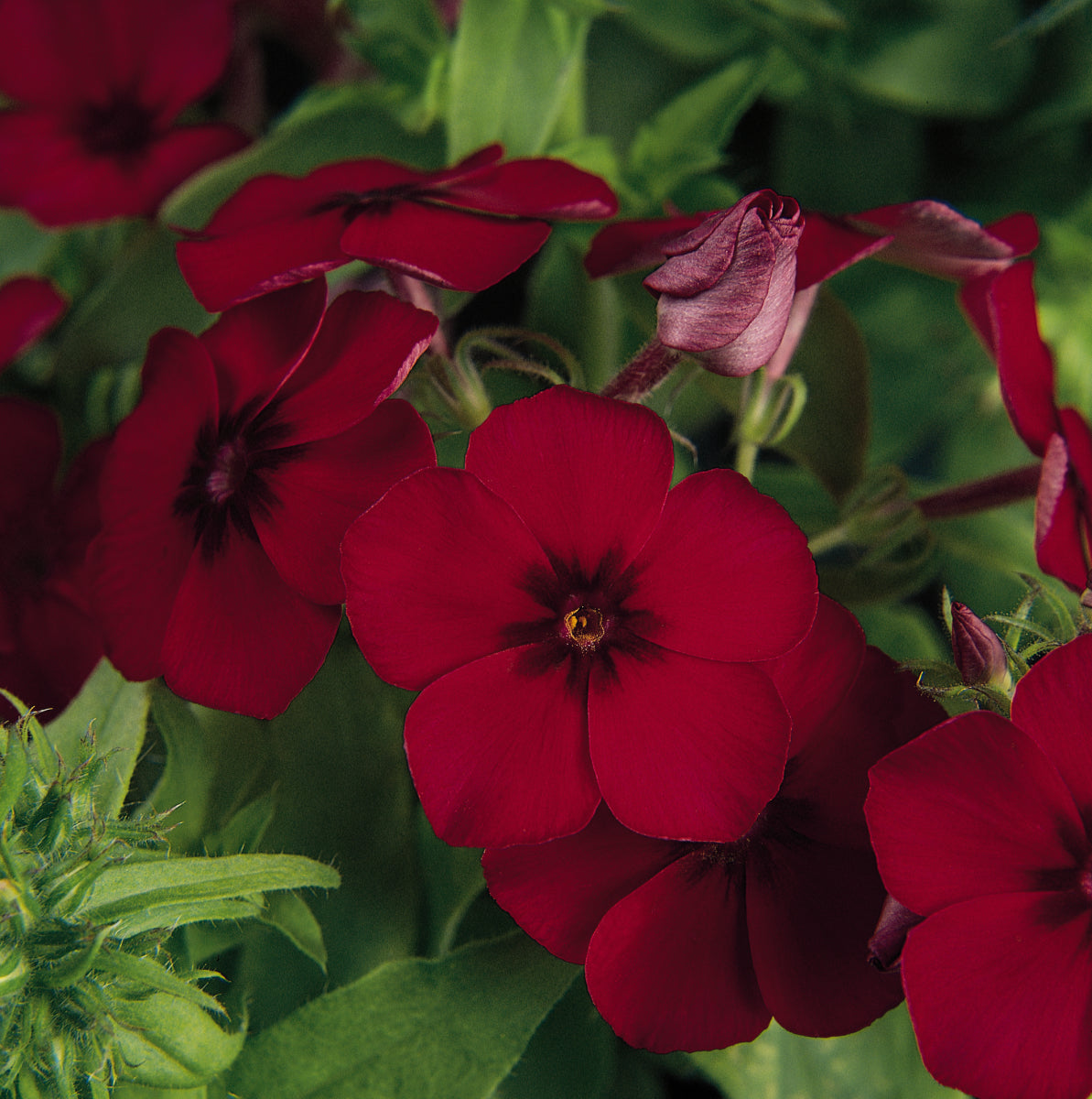 phlox from seed to flower Flower Seeds | Phlox 21st Century Crimson