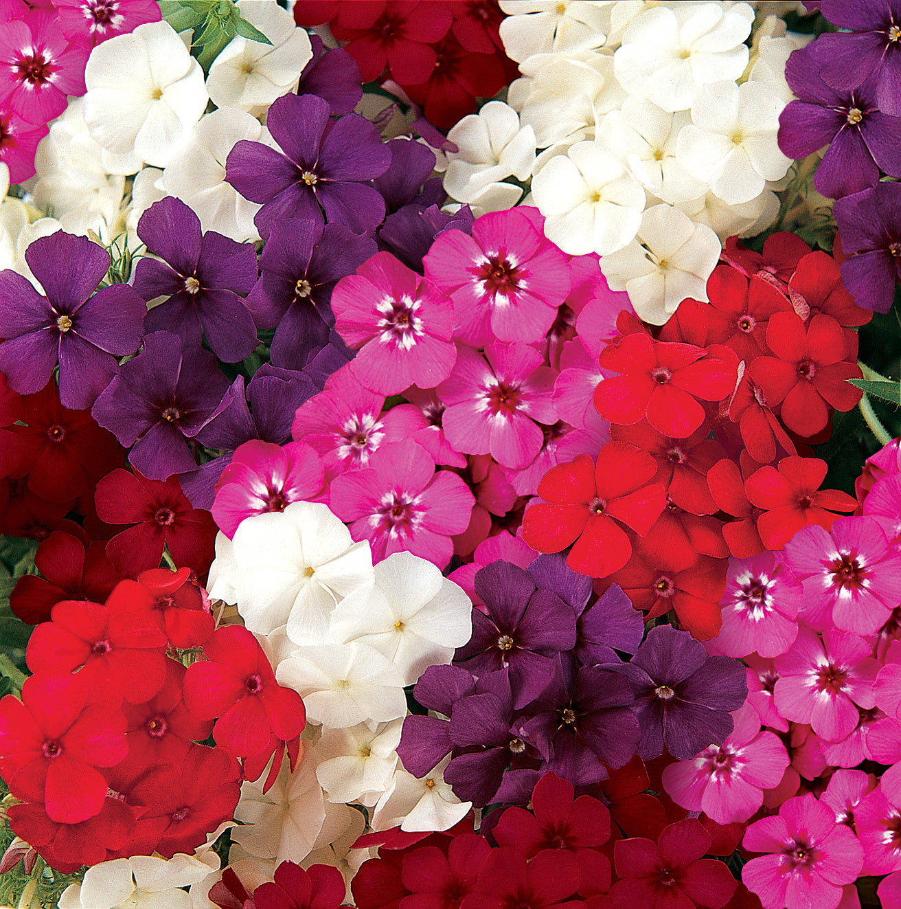 phlox flower seeds Flower Seeds | Phlox 21st Century Seed Mix
