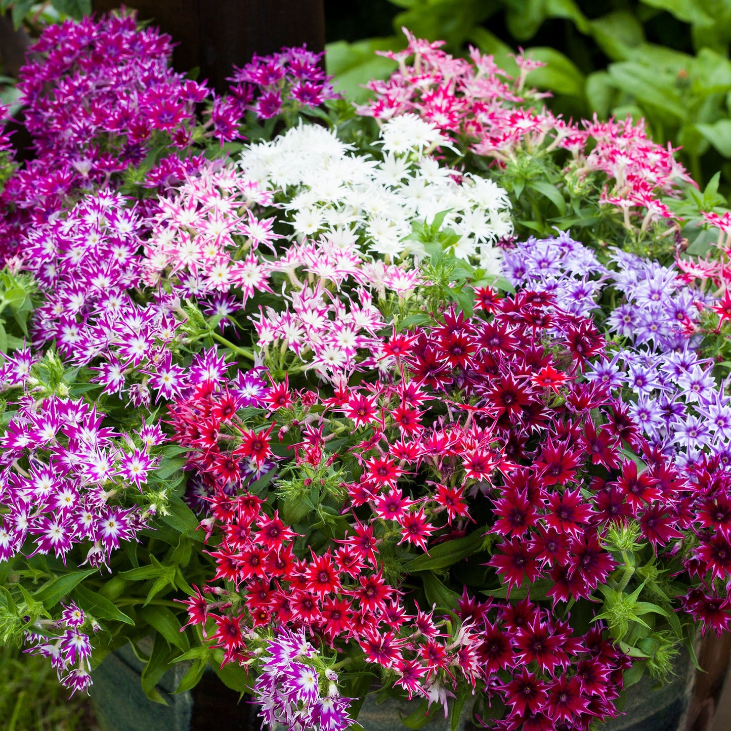 Popstar Phlox Mix Seeds Star-Shaped Blooms for Containers & Gardens