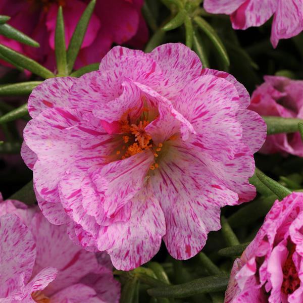 Portulaca Seeds Happy Hour™ Peppermint 1,000 Multi Pelleted Seeds