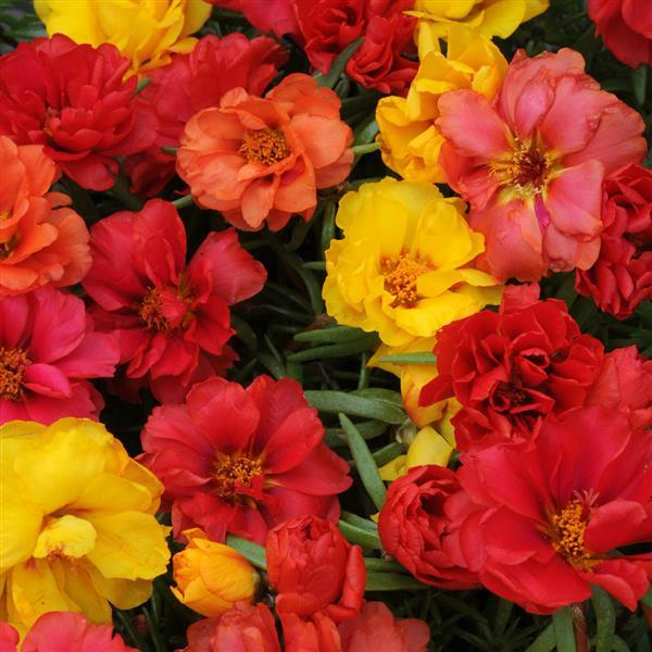 Portulaca Seeds Happy Hour™ Tropical Mix 1,000 Multi Pelleted Seeds