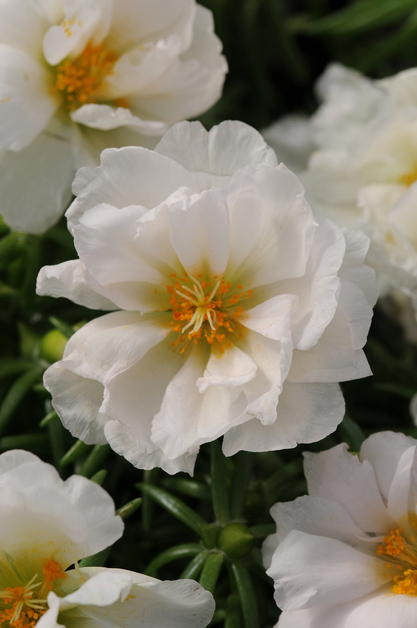 Portulaca Seeds Happy Hour™ Coconut 1,000 Multi Pelleted Seeds