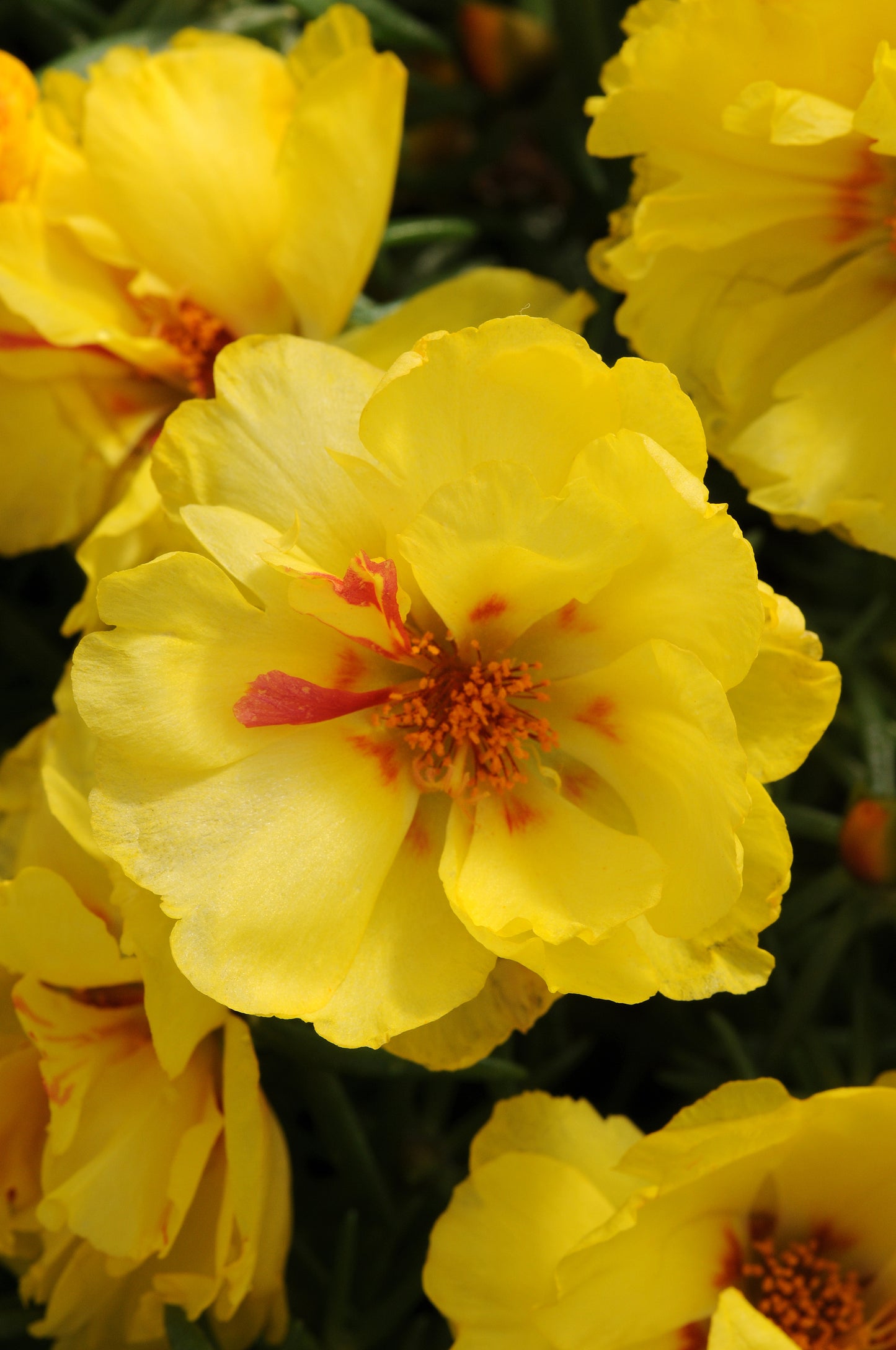 Portulaca Seeds Happy Hour™ Lemon 1,000 Multi Pelleted Seeds
